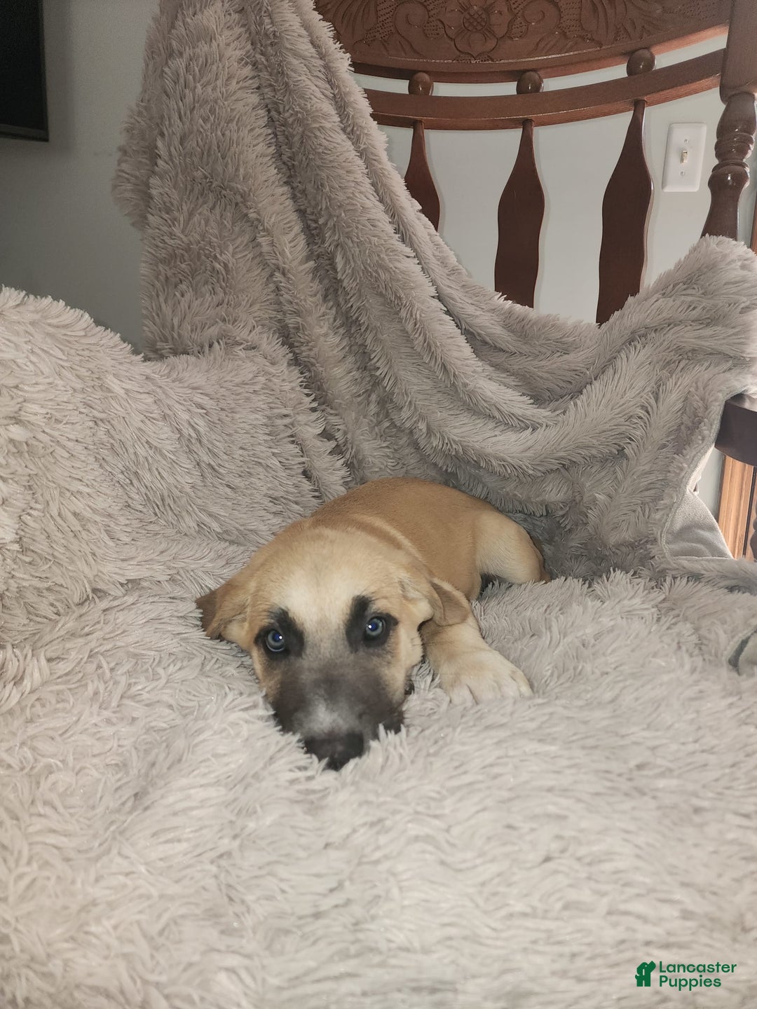 German Shepherd dogs for sale: Golden - Image 3