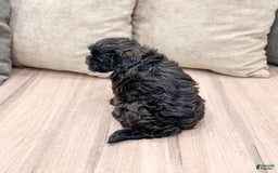 Shihpoo dogs for sale: Jasper - Image 2