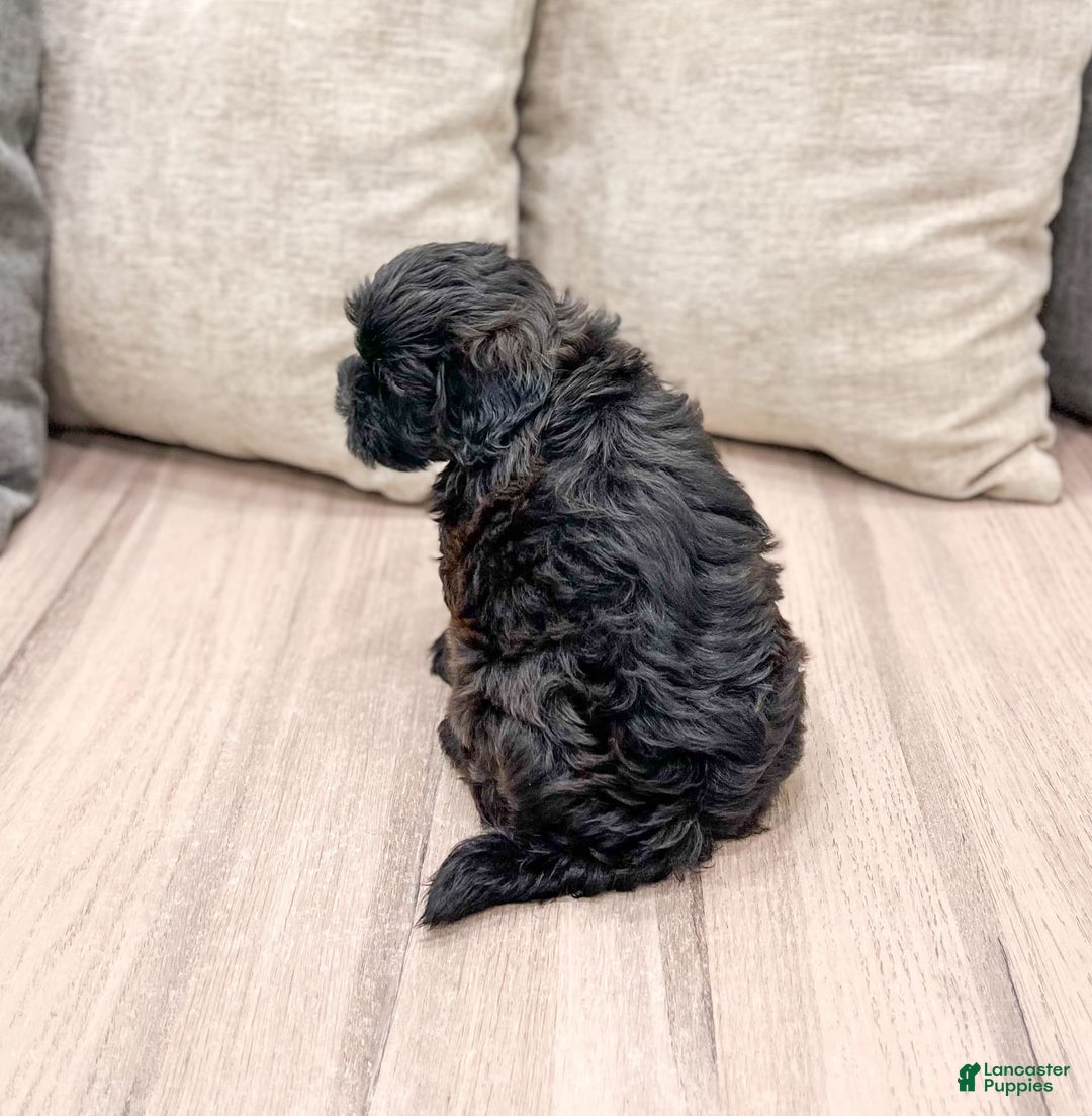 Shihpoo dogs for sale: Jasper - Image 2