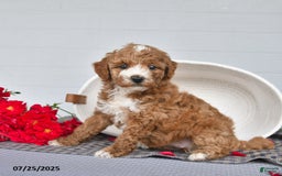 Toy Poodle dogs for sale: Coco - Image 3