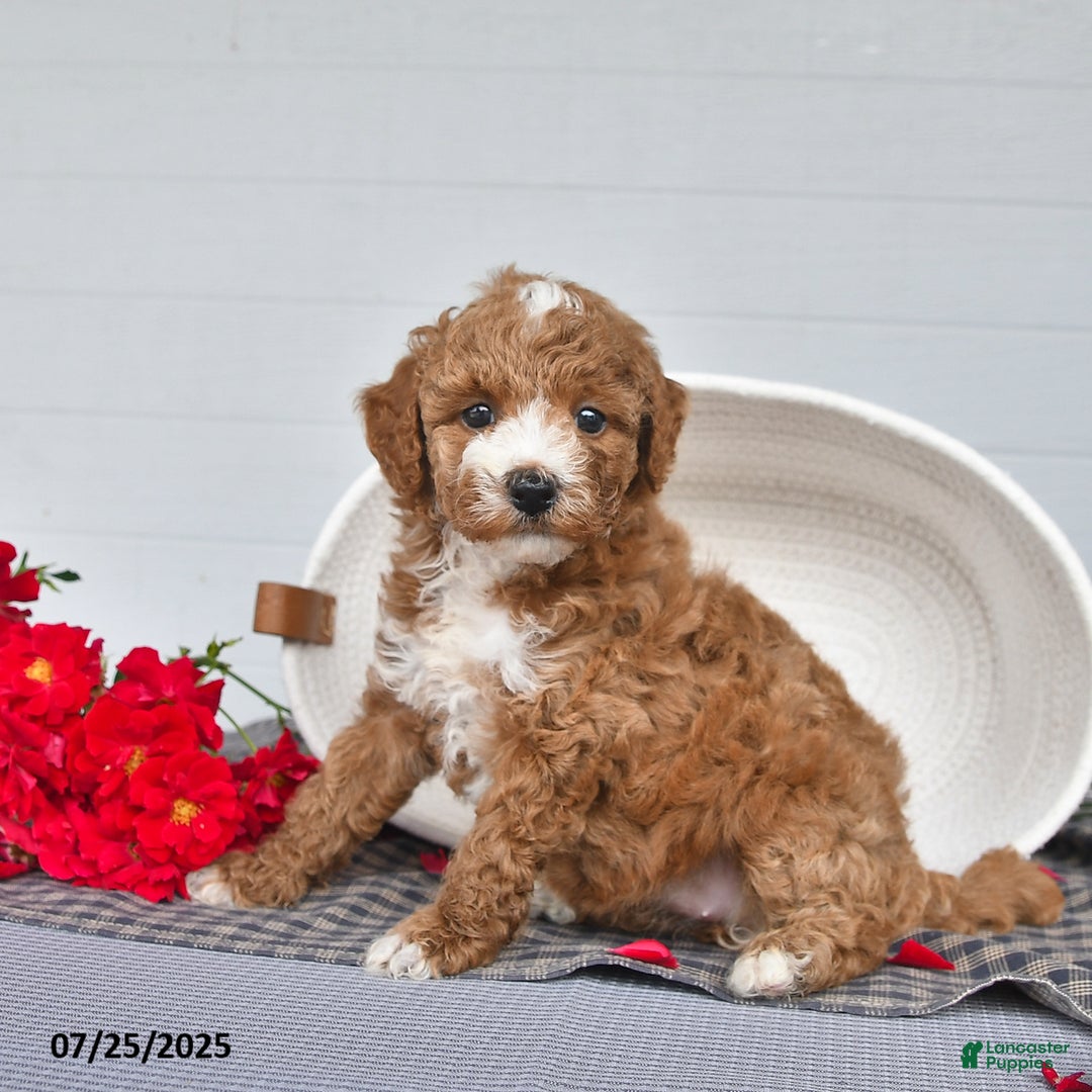 Toy Poodle dogs for sale: Coco - Image 3