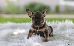 French Bulldog dogs for sale: Leo - Image 7