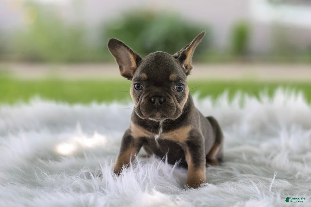 French Bulldog dogs for sale: Leo - Image 7