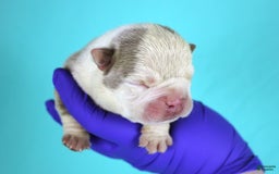 American Bully dogs for sale: Lilac/white Male - Image 1