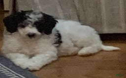 Standard Poodle dogs for sale: Ode - Image 8