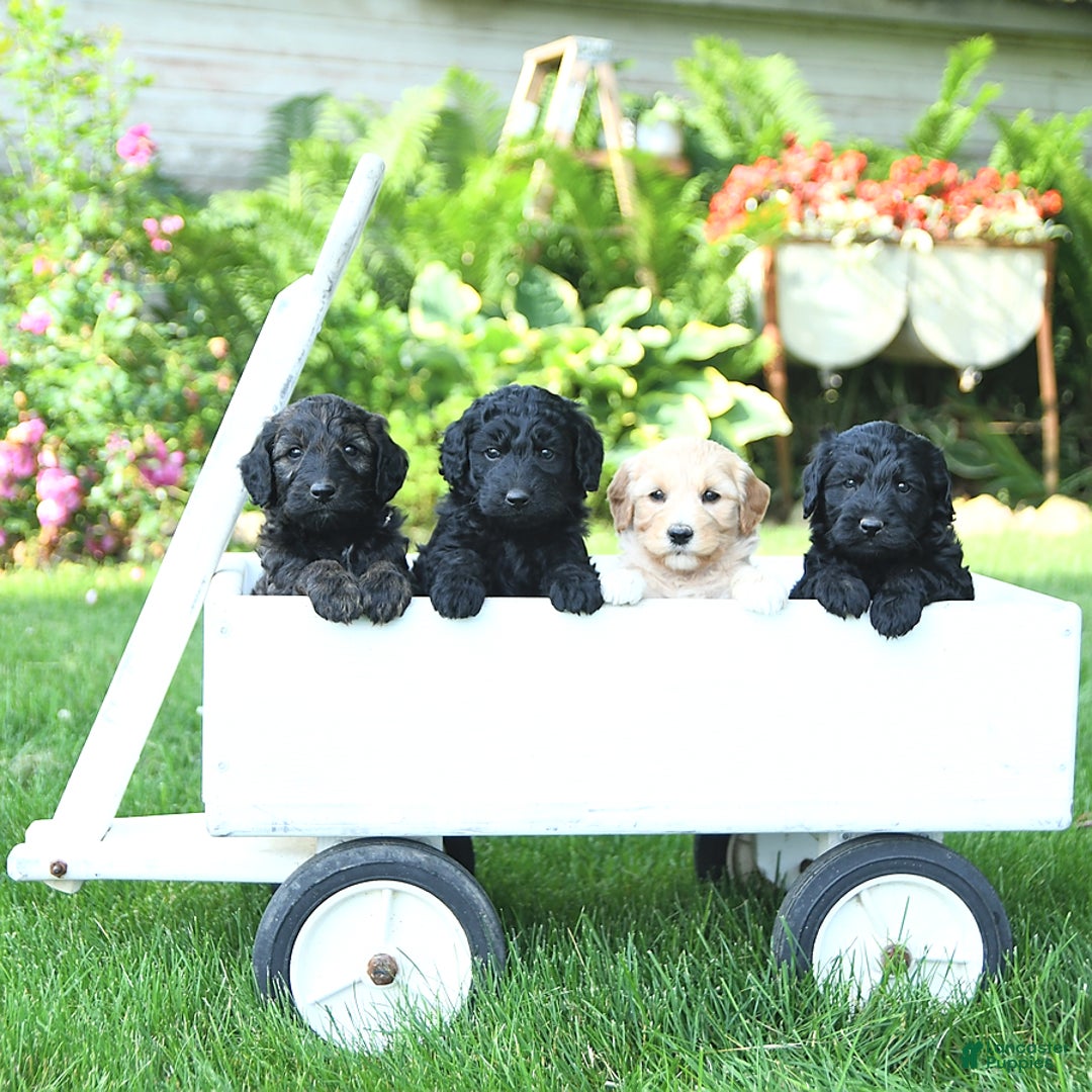 Mini Goldendoodle dogs for sale: Arya - Image 4