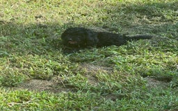 Miniature Poodle dogs for sale: Max - Image 2