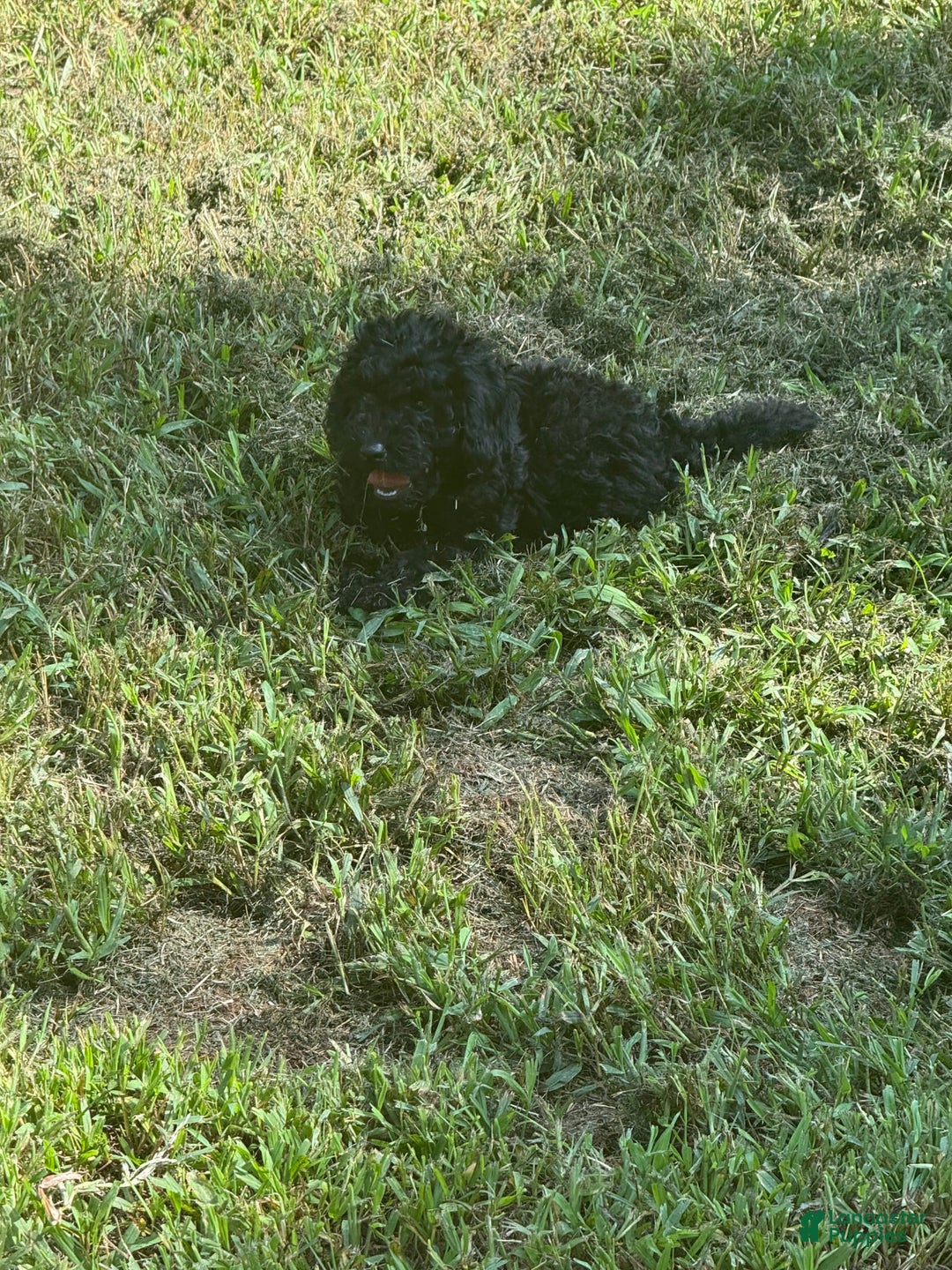 Miniature Poodle dogs for sale: Max - Image 2