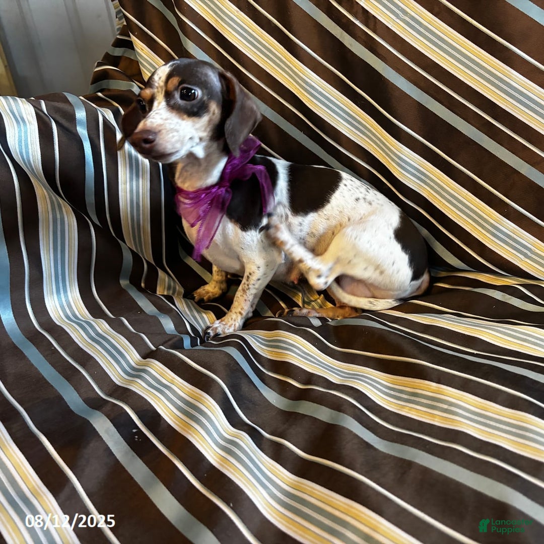 Miniature Dachshund dogs for sale: Matt - Image 9