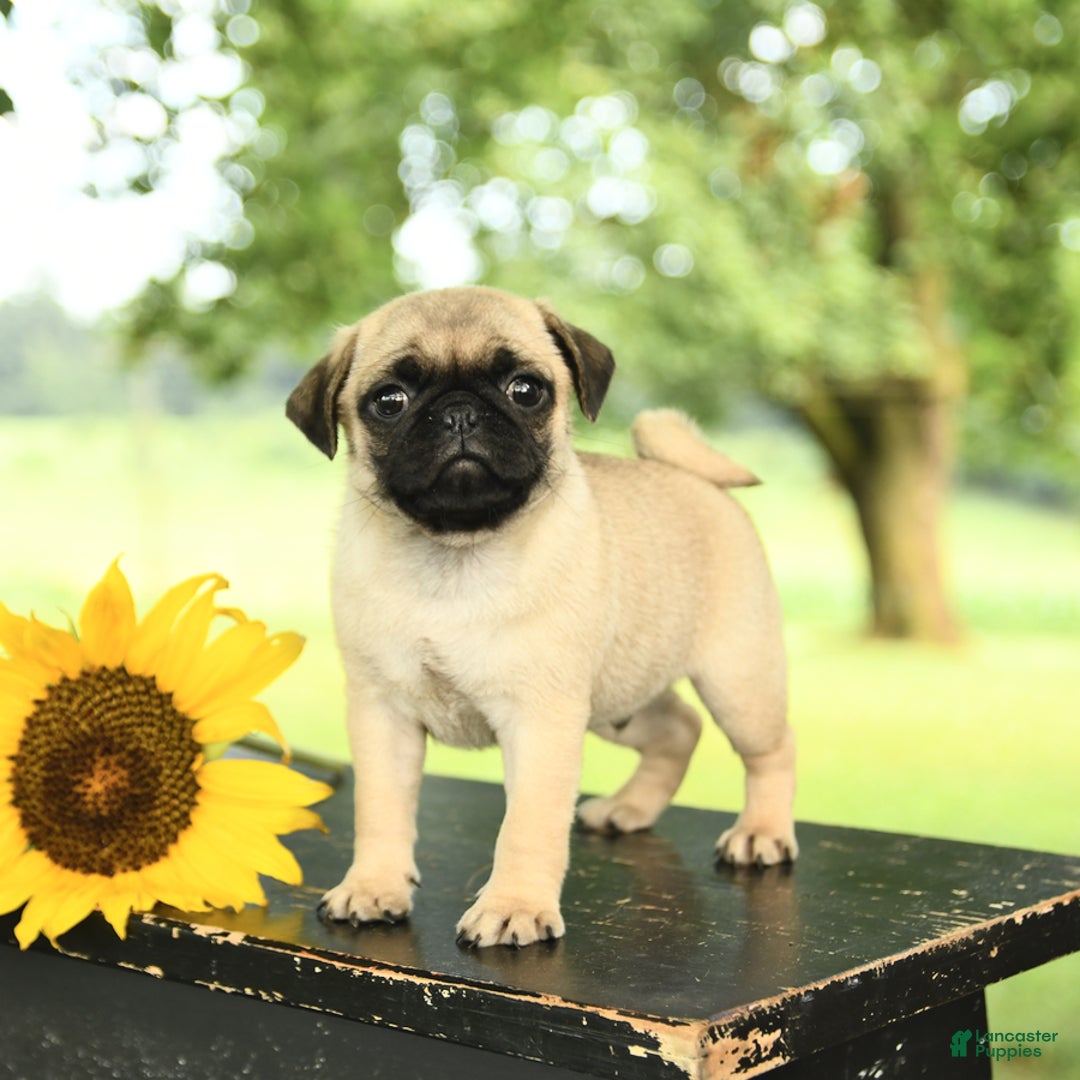 Pug dogs for sale: Ralph - Image 2