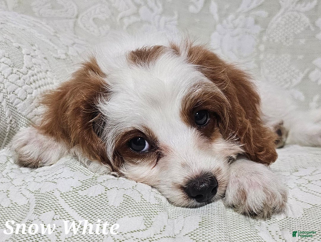 Cavapoo dogs for sale: Cavapoo 2 puppies - Image 5