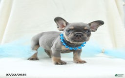 French Bulldog dogs for sale: Ellis Akc - Image 4