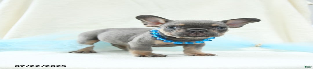 Ellis Akc