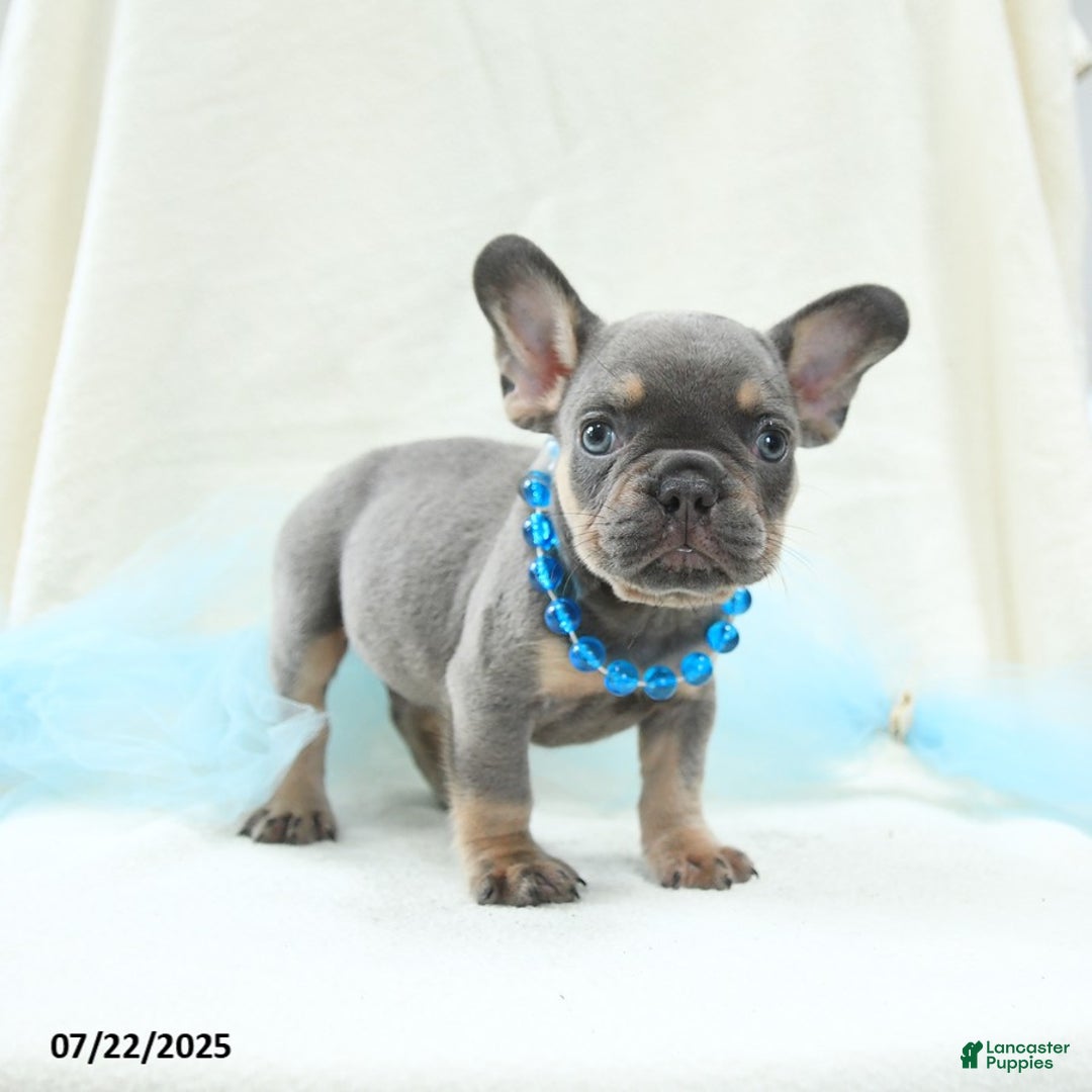French Bulldog dogs for sale: Ellis Akc - Image 4