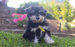 Miniature Schnauzer dogs for sale: Denver - Image 18