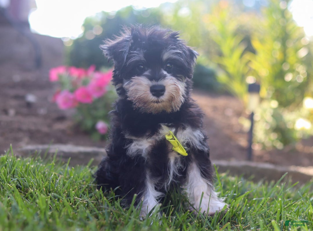 Miniature Schnauzer dogs for sale: Denver - Image 18