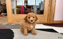 Cavapoo dogs for sale: Jaron F1b - Image 3