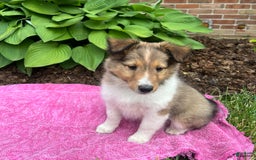 Shetland Sheepdog dogs for sale: Oakley - Image 1