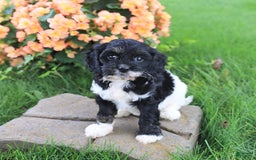 Cavapoo dogs for sale: Cavapoo 3 puppies - Image 7