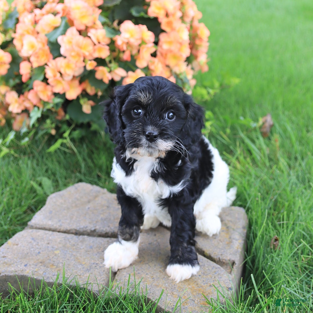 Cavapoo dogs for sale: Cavapoo 3 puppies - Image 7