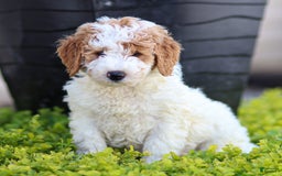 Standard Poodle dogs for sale: Rogan - Image 10