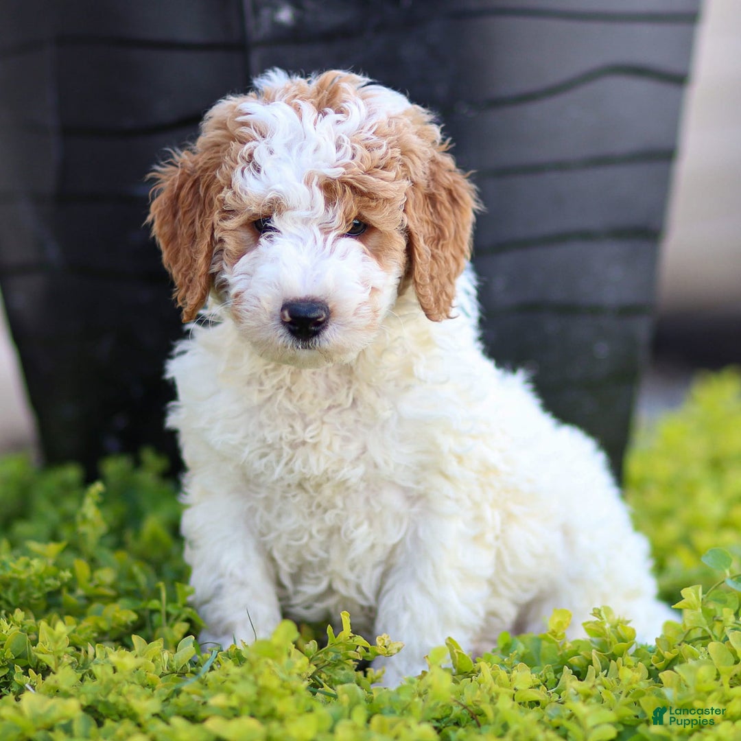 Standard Poodle dogs for sale: Rogan - Image 10
