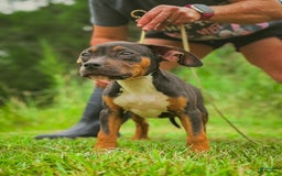 American Bully dogs for sale: Red Collar - Image 2