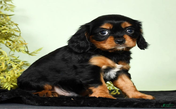 Cavalier King Charles Spaniel dogs for sale - Ad 3
