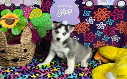 Siberian Husky dogs for sale: Jax - Image 3