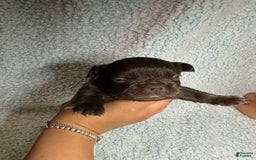 French Bulldog dogs for sale: Chocobelle - Image 12