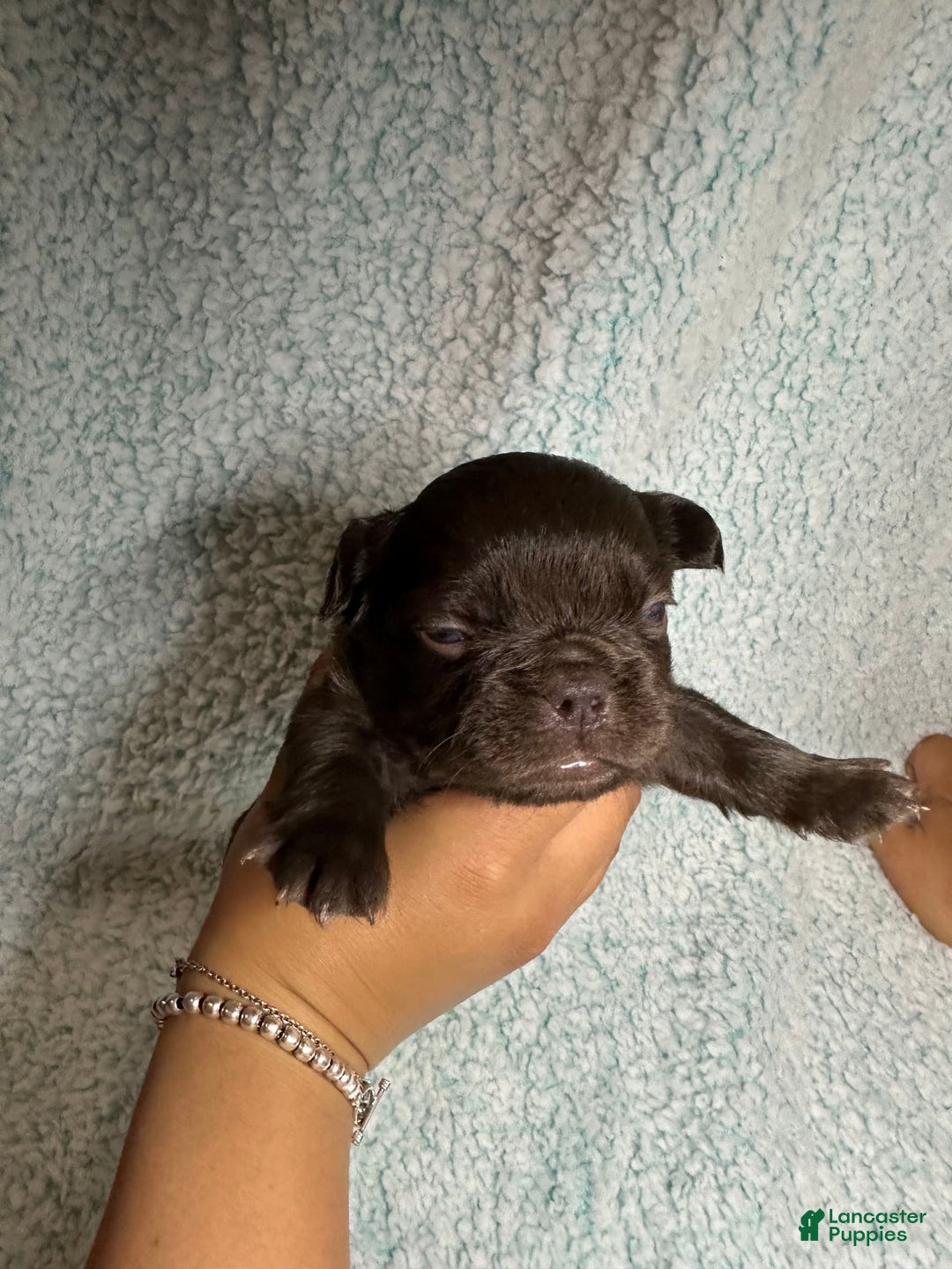 French Bulldog dogs for sale: Chocobelle - Image 12