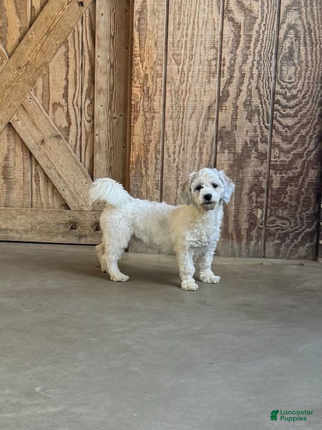 Teddy Bear dogs for sale: Dana - Image 2