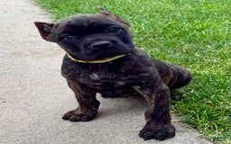 Cane Corso dogs for sale: Bridget - Image 3