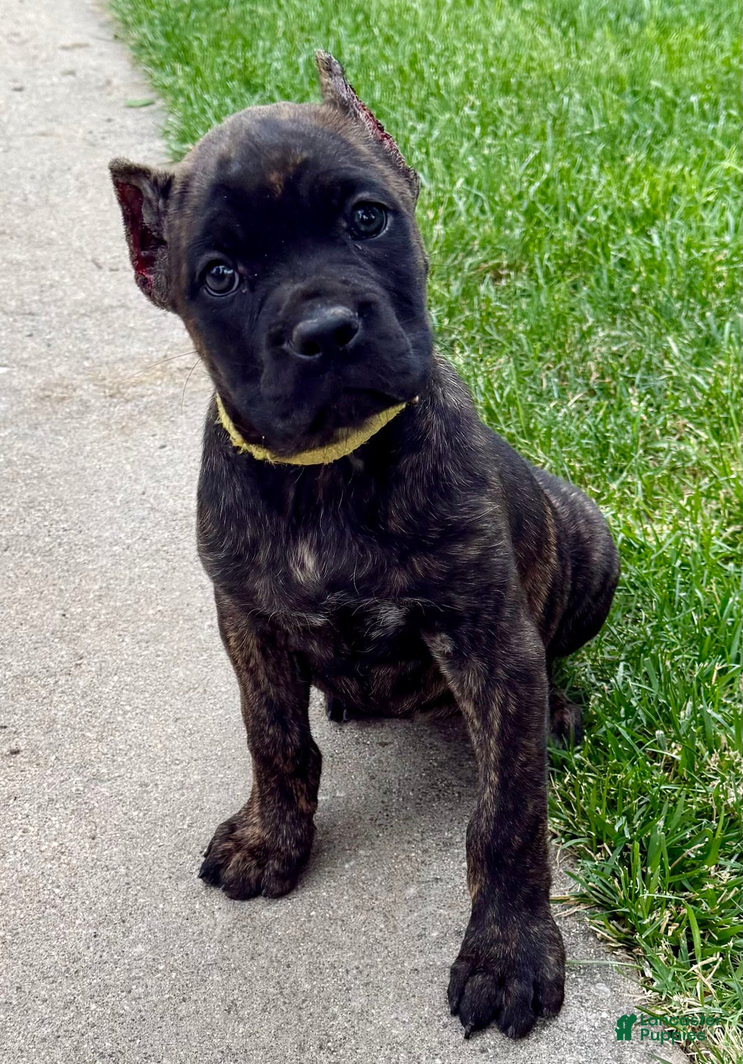 Cane Corso dogs for sale: Bridget - Image 3