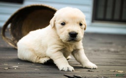 Golden Retriever dogs for sale: Tawny - Image 10
