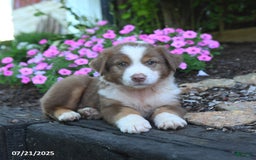 Australian Shepherd dogs for sale: Bandit - Image 4