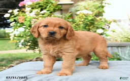 Miniature Golden Retriever dogs for sale: Sydney - Image 2