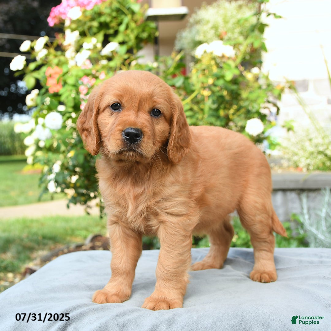 Miniature Golden Retriever dogs for sale: Sydney - Image 2