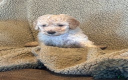 Goldendoodle dogs for sale: Gorgeous Creme Doodle - Image 2