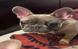 French Bulldog dogs for sale: Blessing - Image 15