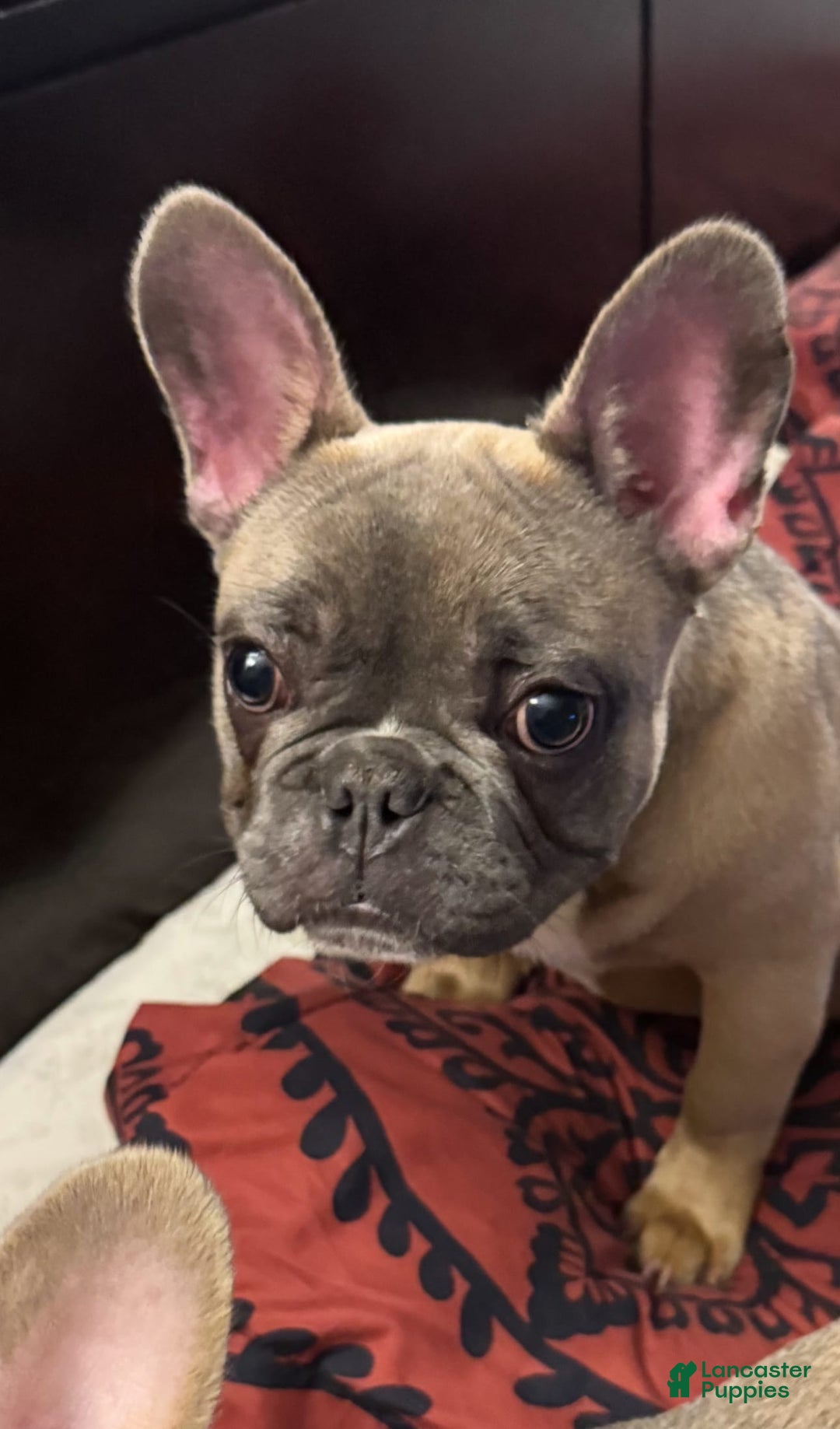 French Bulldog dogs for sale: Blessing - Image 15