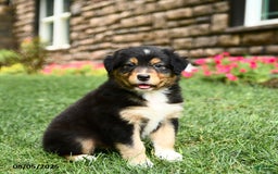 Australian Shepherd dogs for sale: Australian Shepherd 10 puppies - Image 1