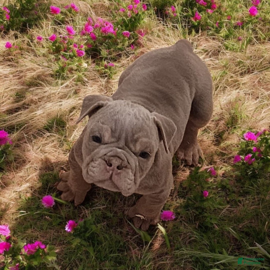English Bulldog dogs for sale: Lyla - Image 5