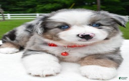 Miniature Australian Shepherd dogs for sale: Jessica - Image 2