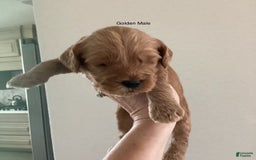 Mini Goldendoodle dogs for sale: Males Litter 2 - Image 27
