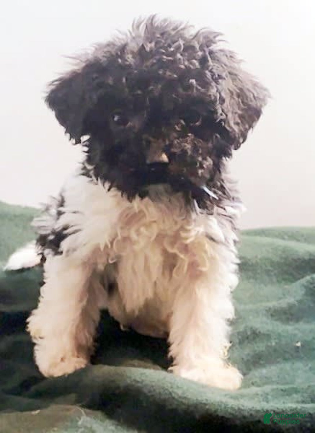 Cavapoo dogs for sale: Charlie - Image 11