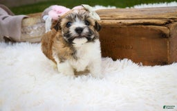 Havanese dogs for sale: Ginger - Image 5