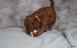 Mini Goldendoodle dogs for sale: Cinnamon - Image 15
