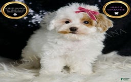 Maltipoo dogs for sale: Daisy - Image 1