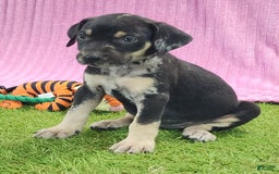 Catahoula Leopard Dog dogs for sale: Tess 2025 Female 4 - Image 1